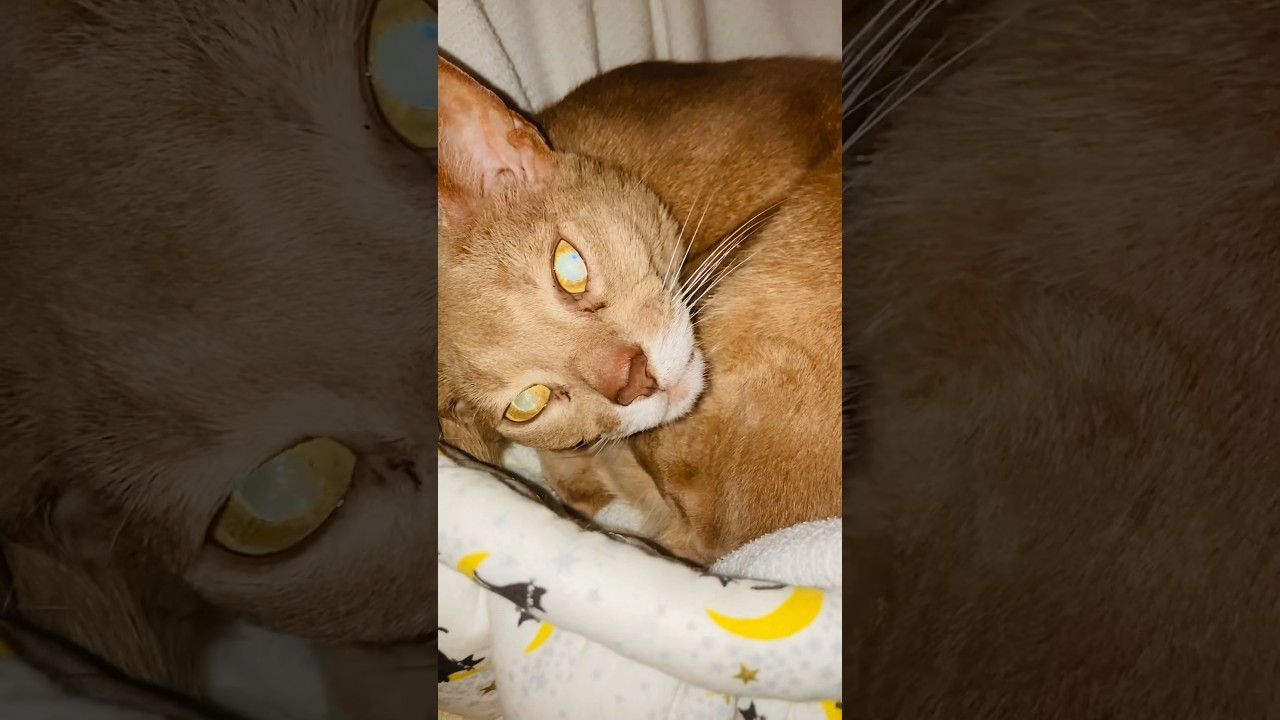 おはようございま〜す |-･｡)ｿｫｰ…#猫#こころ#いぶりん#アビシニアン#レッド#フォーン#goodmorning#cat#abyssinian#red#fawn