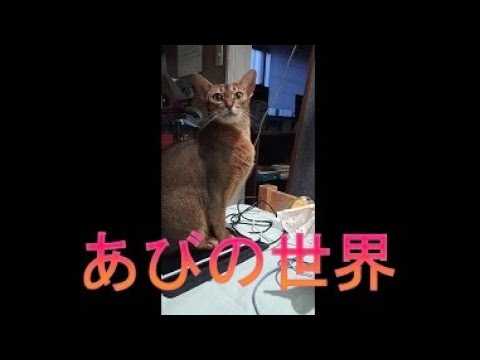 ネコ動画あび＃3792　あびの毎日　アビシニアン　あび