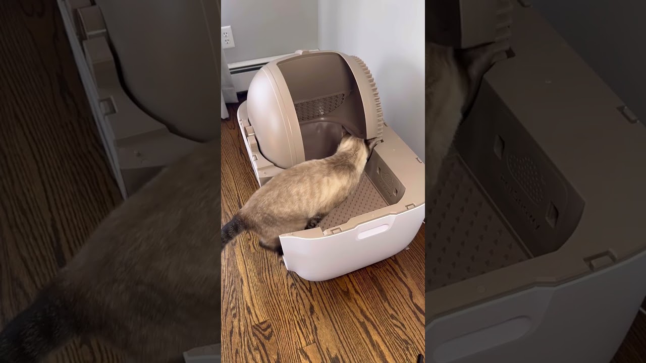 When you realize you don't have to scoop cat litter anymore 🥲 | PetSnowy Snow+