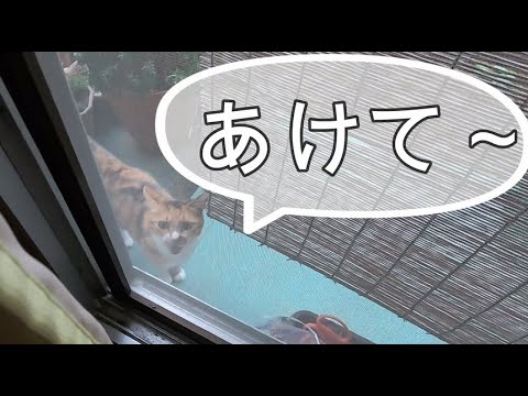 夕暮れ時に元気よく山から帰って来る娘猫