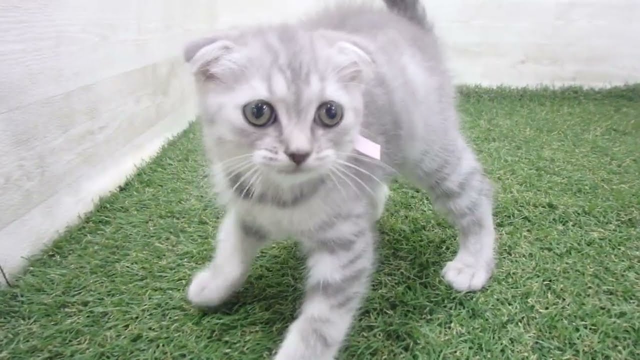 Coo&RIKU　No00679473 スコティッシュフォールド