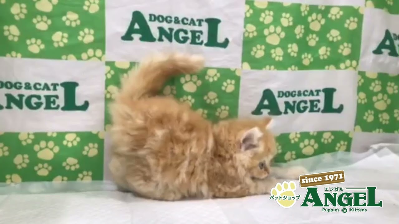 ペルシャ 2406117 【ペットショップエンゼル　子犬・子猫販売】