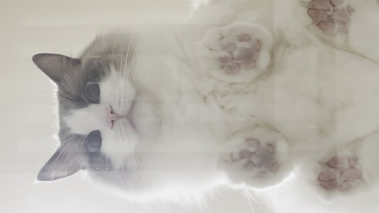 透明テーブルの下からラグドール猫を覗いたらかわいすぎた…笑