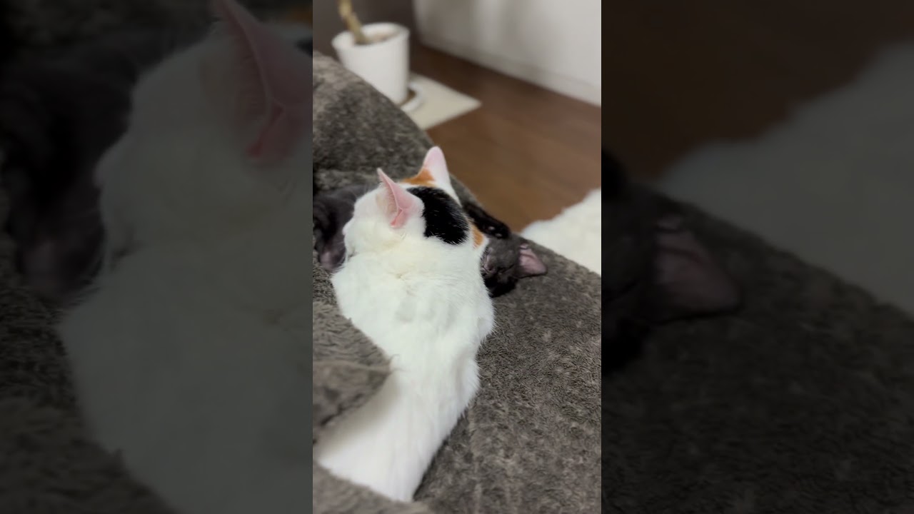 みんなでおやすみ😌猫たち