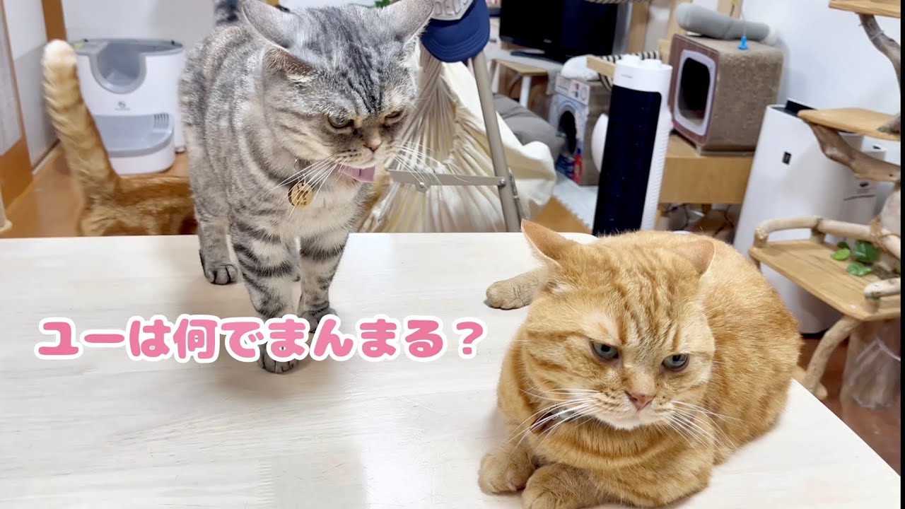 恐怖で保たれてる平和に反旗を翻しそうで翻さない茶々パパ #猫 #マンチカン