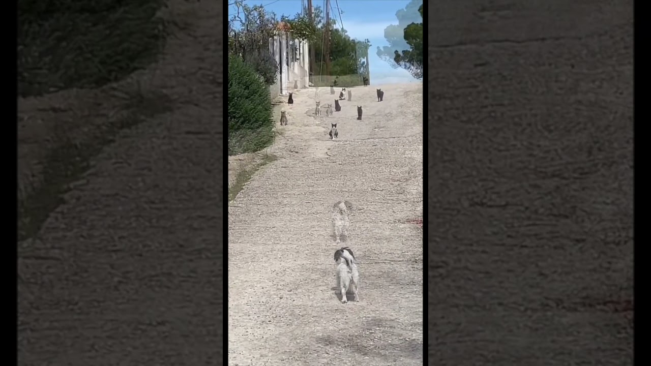 猫ちゃんとワンちゃんの対決です。It's a showdown between a cat and a dog.　Vol.795   #猫ちゃん #猫のいる暮らし #cat
