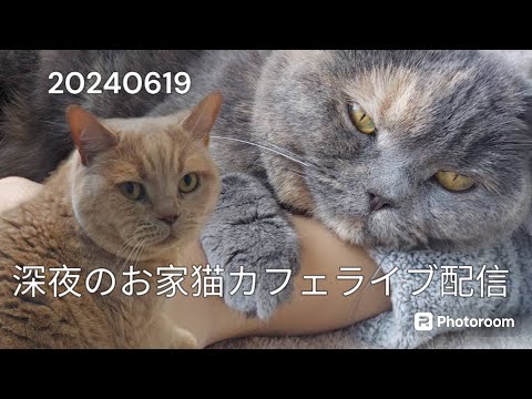 深夜のお家猫カフェライブ配信　８９
