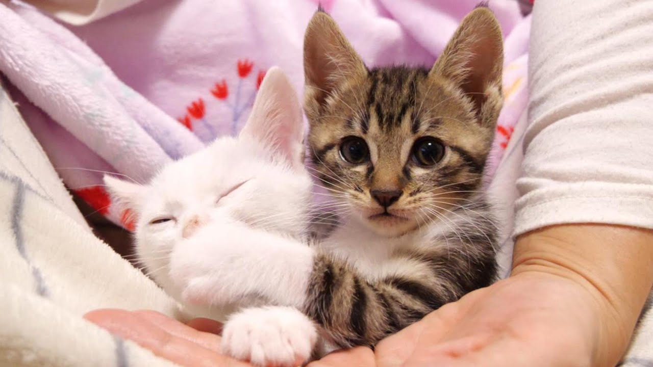 ママのお膝で仲良く寛ぐ子猫たち【赤ちゃん猫　保護猫】