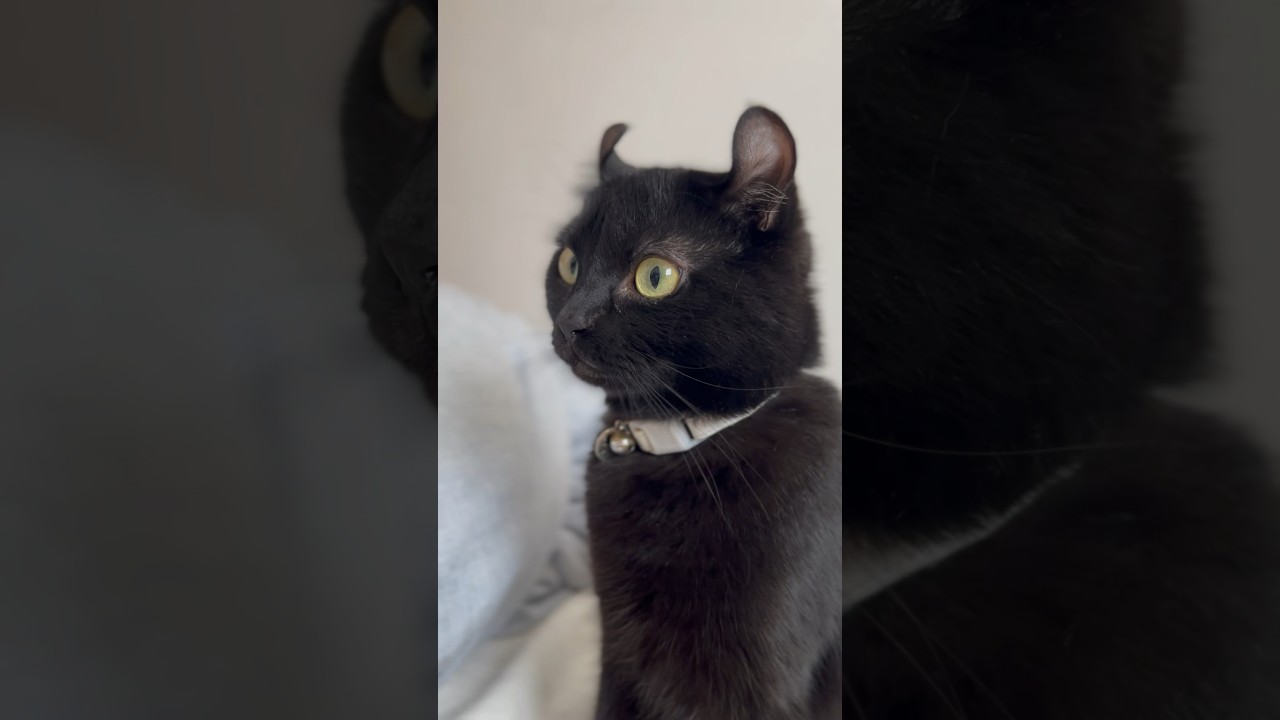 ただただアメリカンカールのエマ様を眺めたい時のための動画🐈‍⬛🎥#shorts #ねこ #アメリカンカール #cat