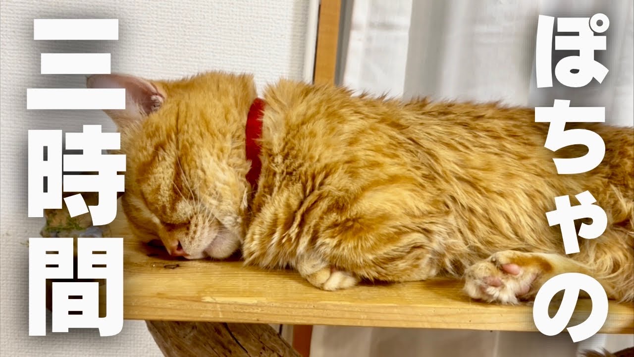 ぽちゃくんの三時間。 #猫 #マンチカン