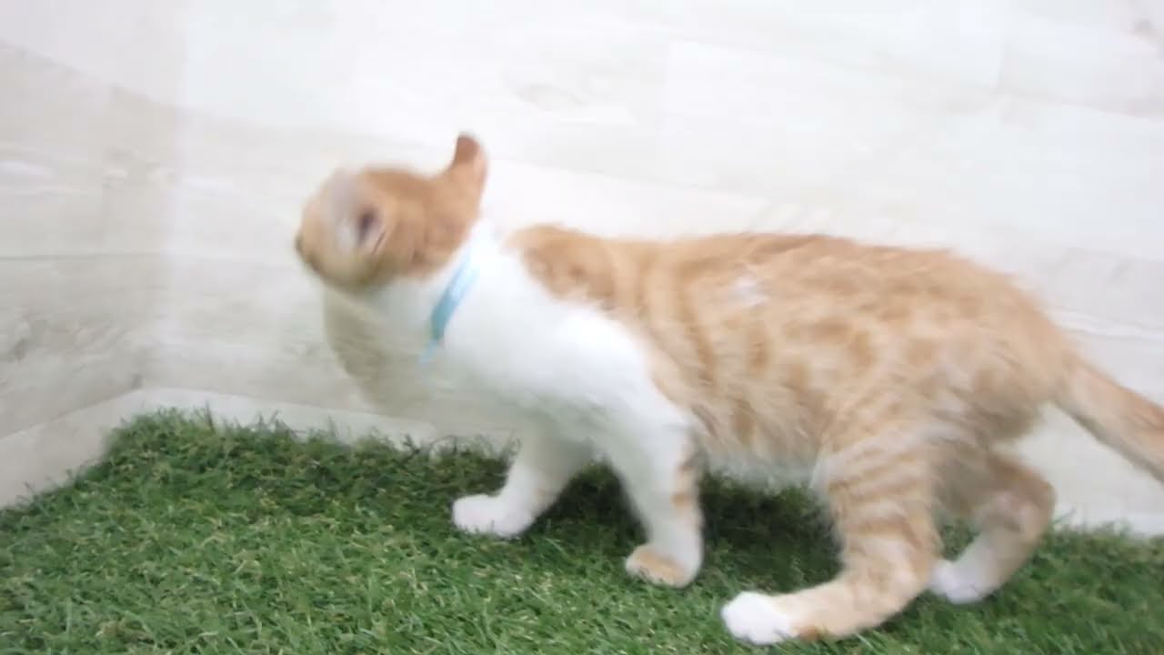 Coo&RIKU　No00679626 アメリカンカール