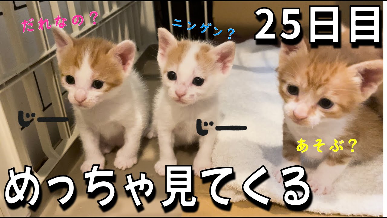 超やんちゃっ子猫、勝手にうろついて困惑するママ猫とニンゲン…！【子猫の成長 25日目】