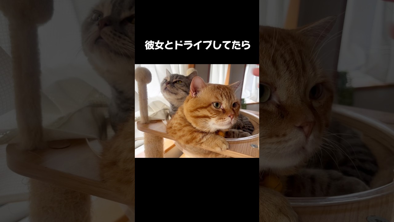 彼女とドライブしてたら... #猫 #マンチカン #shorts