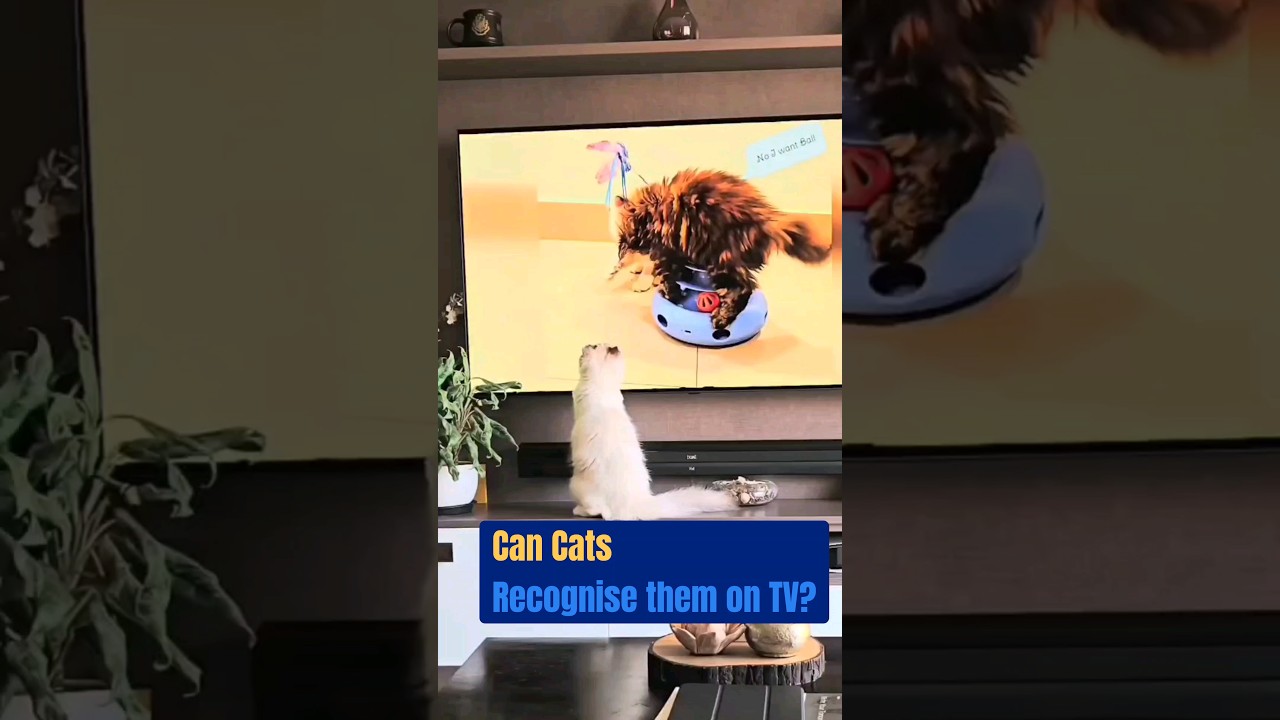 Catception : Cats react to seeing themselves on TV #shorts