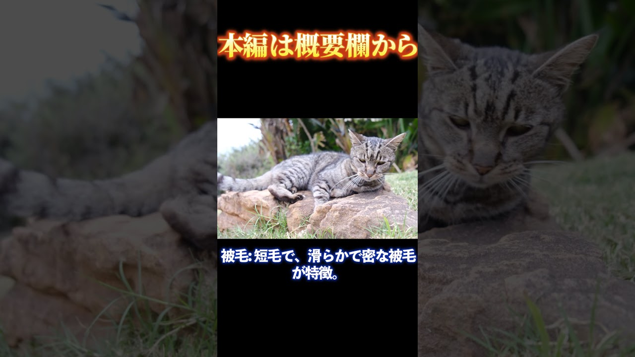 【本編は概要欄から】アビシニアンの世界へようこそ！その優雅な魅力と愛される理由_#世界の犬猫動物CH_#shorts