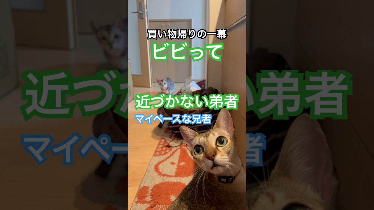 買い物帰りの台所はこんな感じ☺️#猫のいる暮らし #シンガプーラ