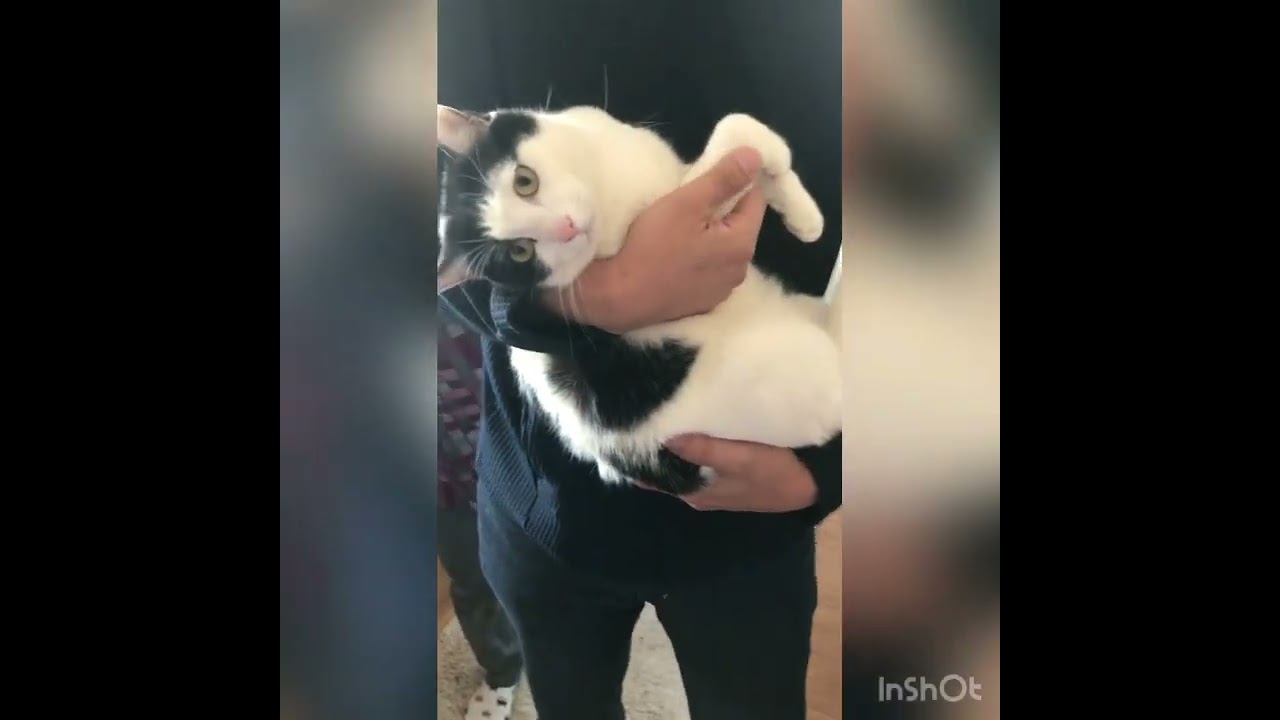 「ぼくはわが家のアイドルにゃ」