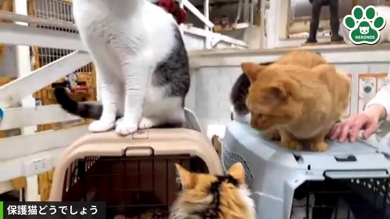 保護猫どうでしょう！岡山、愛知から無事に帰還しました！