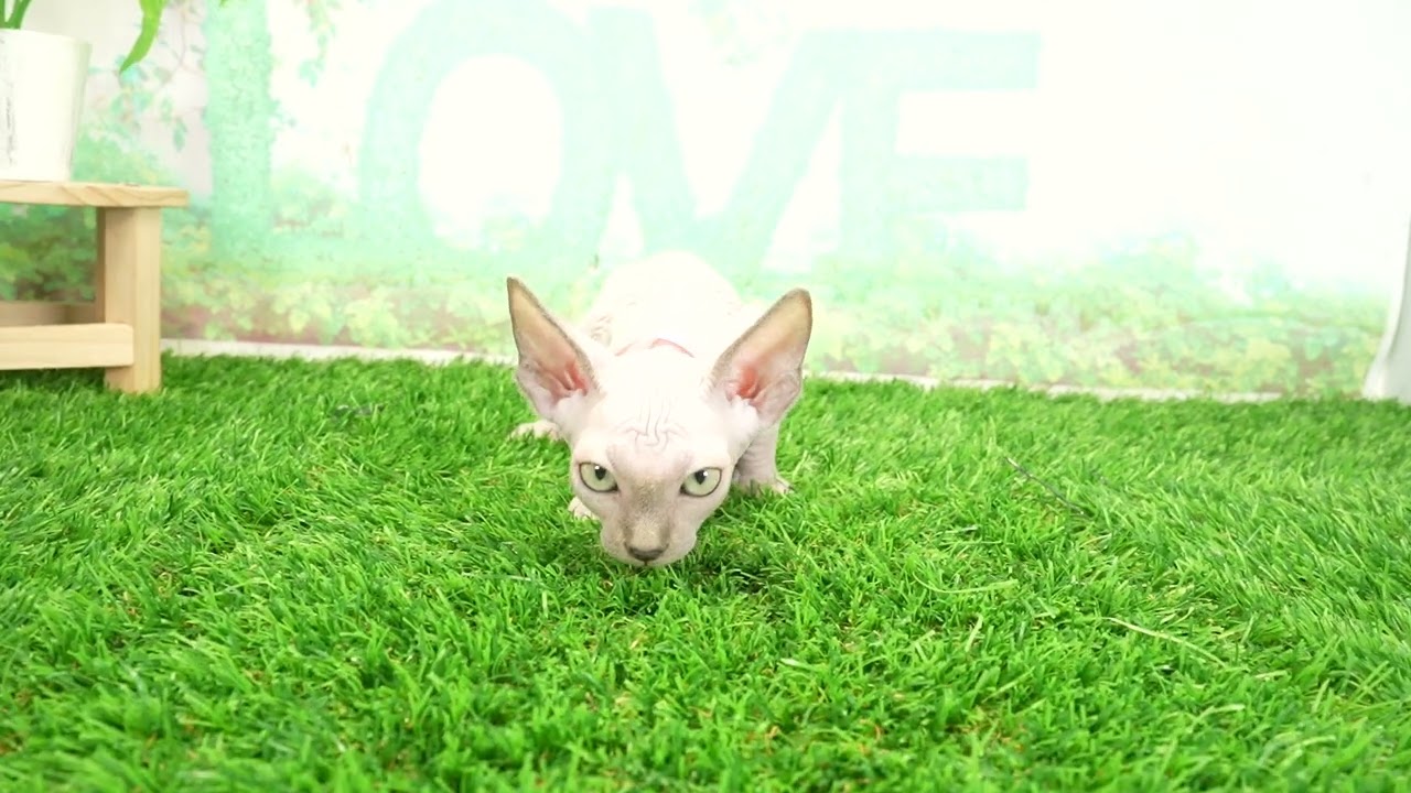 Coo&RIKU　No00679764 スフィンクス