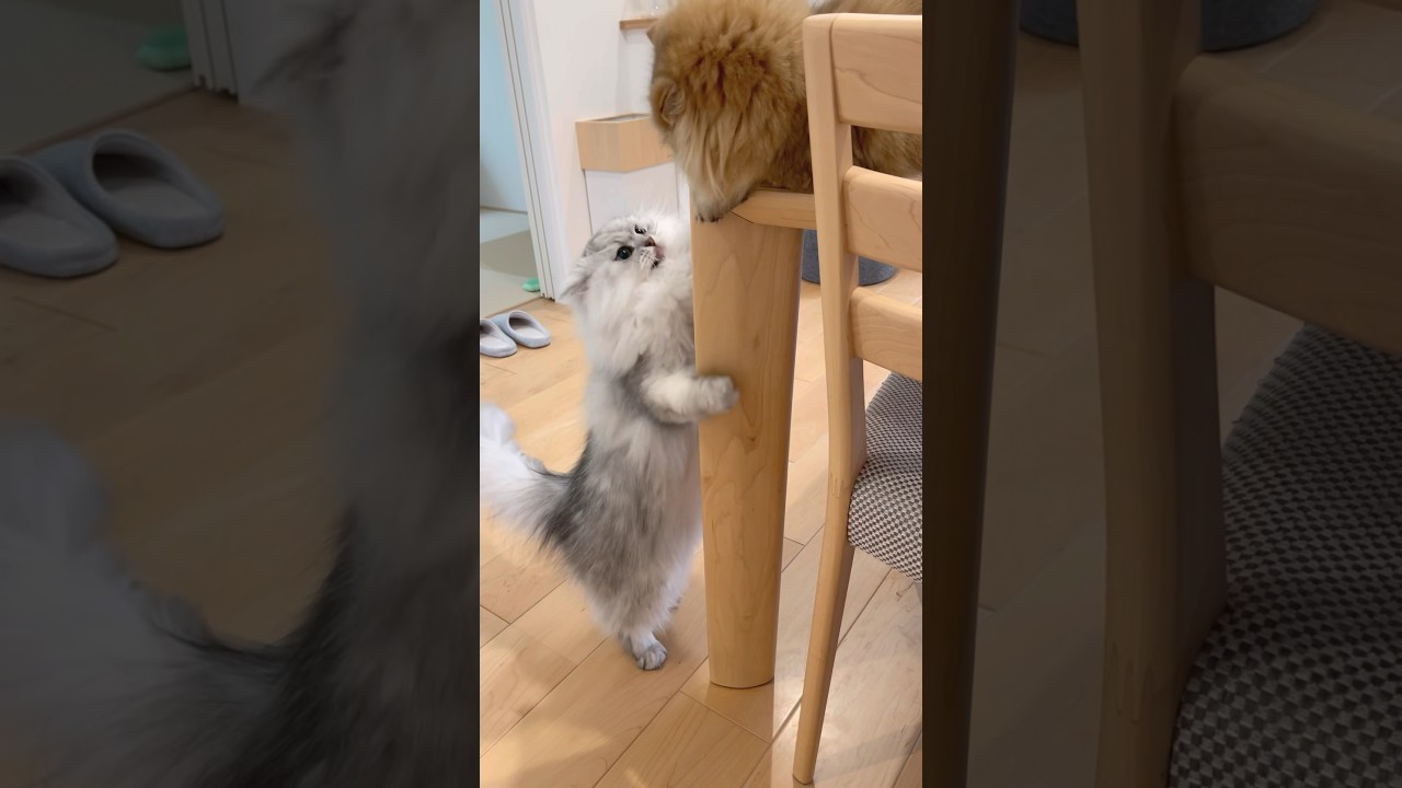 兄妹猫の天と地の戦い 【サイベリアン】 #Shorts