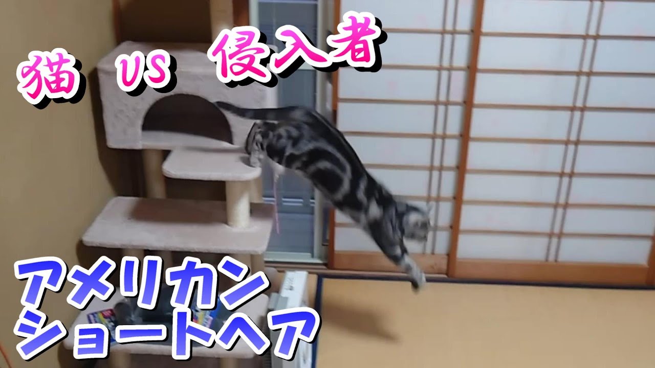 猫vs侵入者「天然の獲物」（アメリカンショートヘア）
