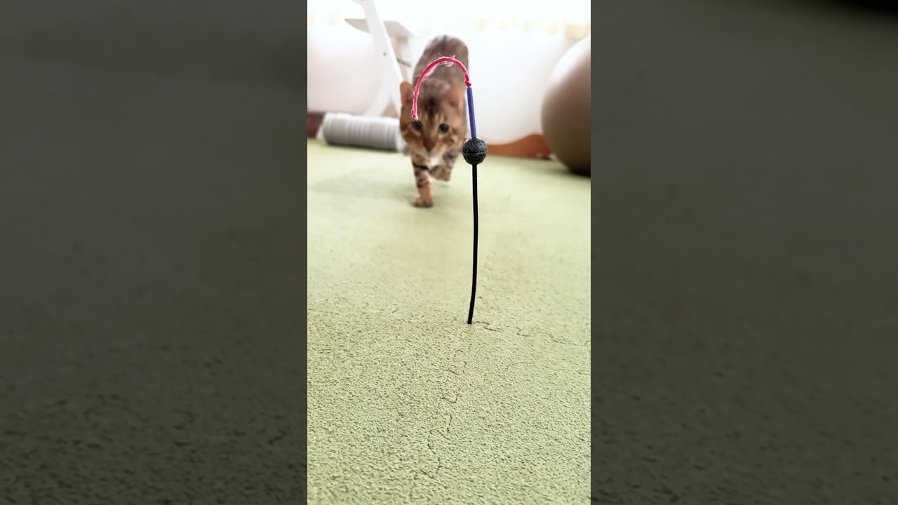 おもちゃを立てたら凄い勢いで倒しにくるベンガル猫
