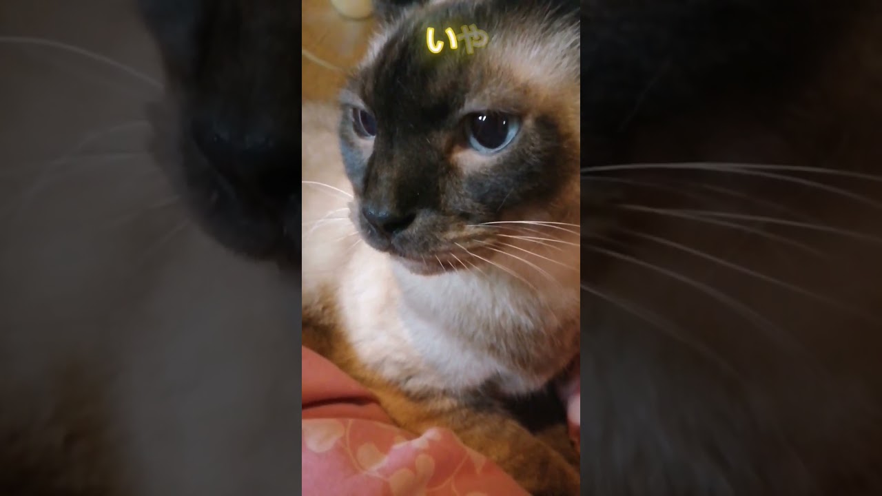シャム猫#shorts #cat #猫#シャム#猫のいる暮らし #15歳