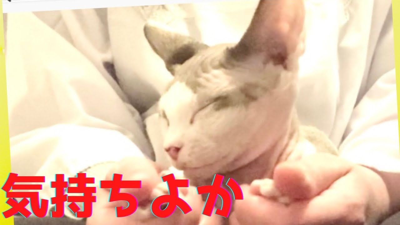 52：肉球マッサージを受けたスフィンクス猫がこちらです