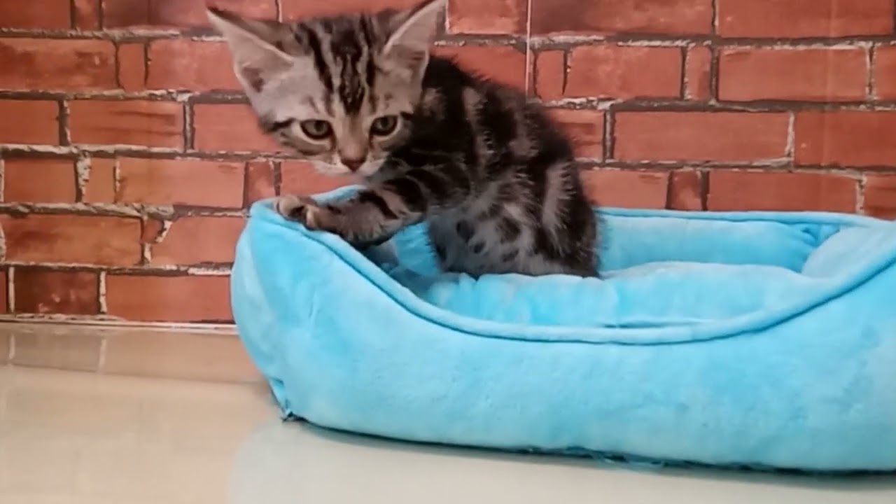 680064 アメリカンショートヘアー