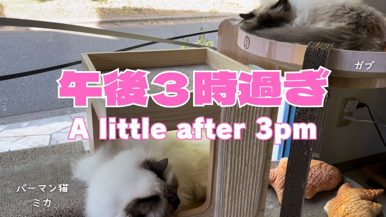 バーマン猫ミカとガブとラフ【午後３時過ぎ】A little after 3pm（バーマン猫）Birman/Cat