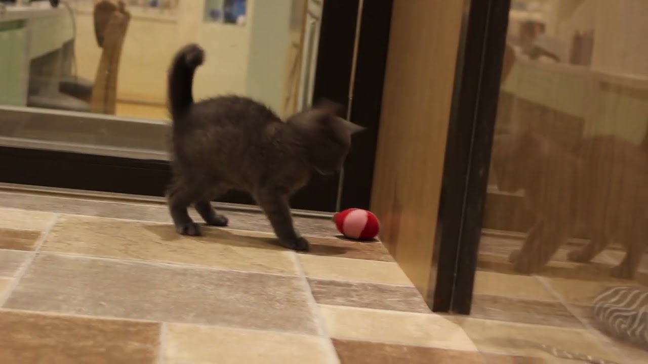 No．61286　ロシアンブルー　男の子