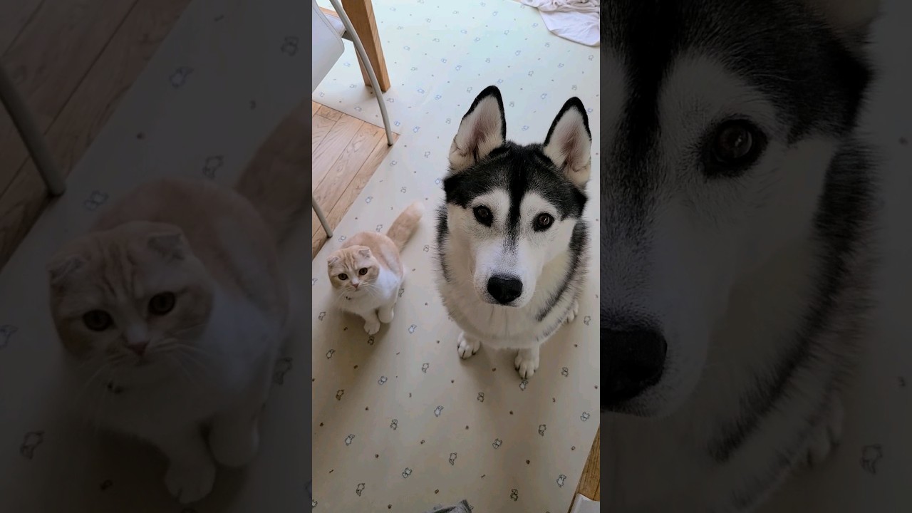 猫を怒ったら犬を連れて文句言いに来た...笑#shorts