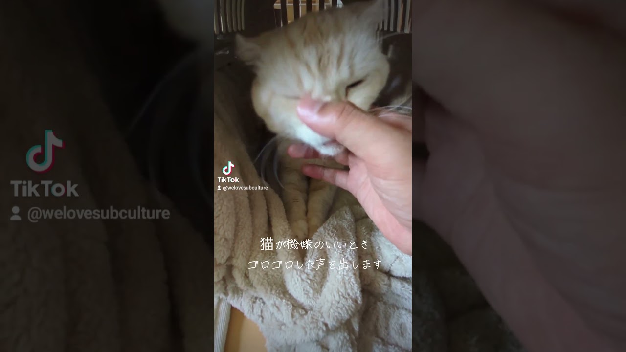 スコティッシュフォールドが住むようになったみたい