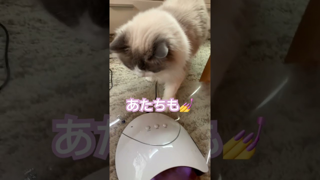 順番待ちラグドール⁉︎ かわいい猫 小さいラグドール ragdoll