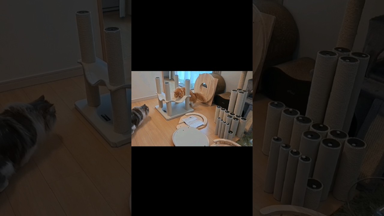 組み立て中のキャットタワーが気になる猫 #マンチカン #shorts
