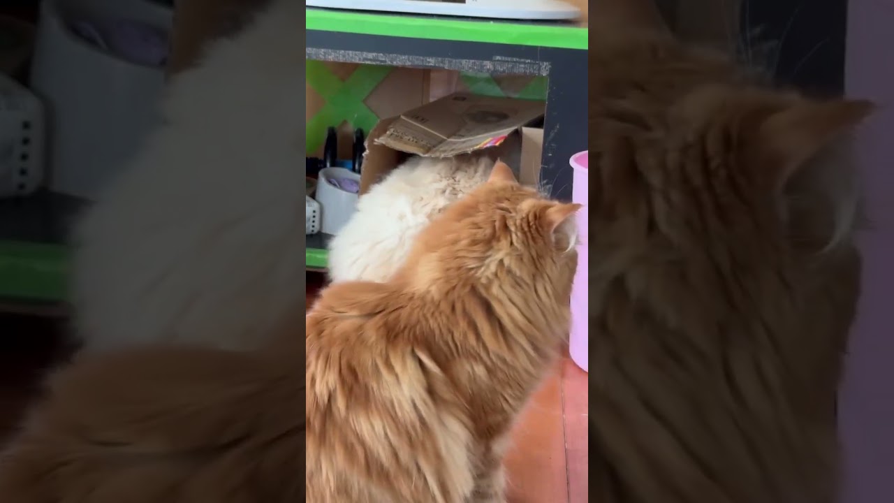 顔だけ突っ込んでる猫#かわいい #cute #癒し #ラグドール