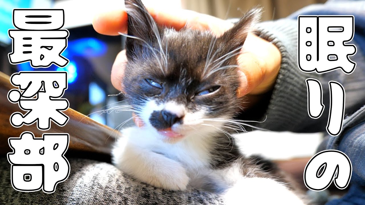 心配になるほど深い眠りに落ちた子猫【仲良し子猫姉妹の成長記録】