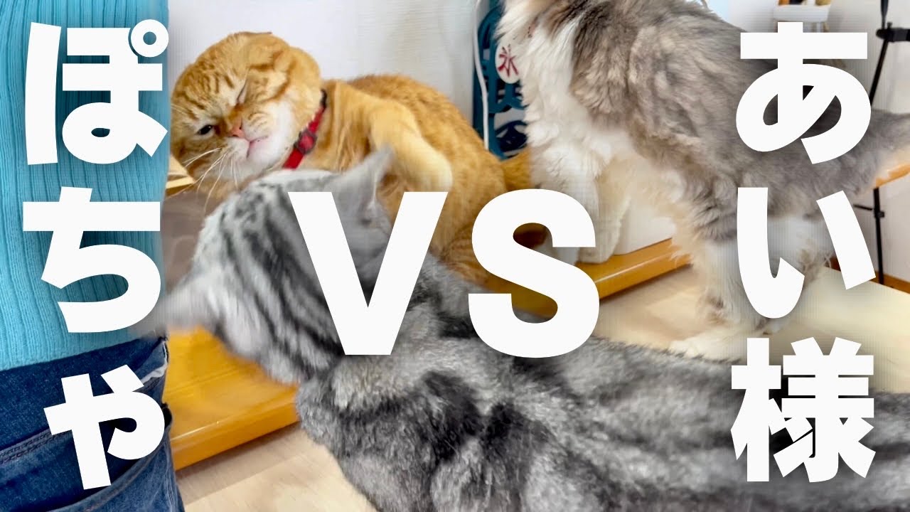 ぽちゃくんvsあいちゃんが突然...！その時ポッポママは...？ #猫 #マンチカン