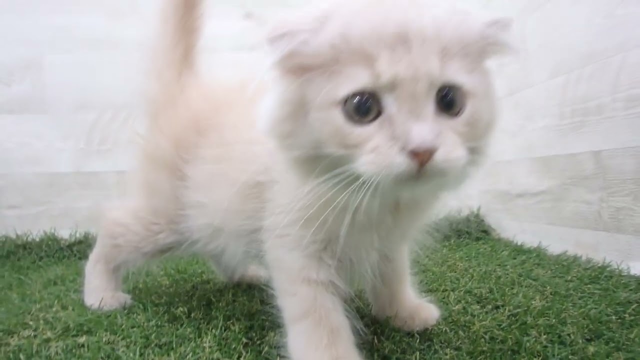 Coo&RIKU　No00679593 スコティッシュフォールド