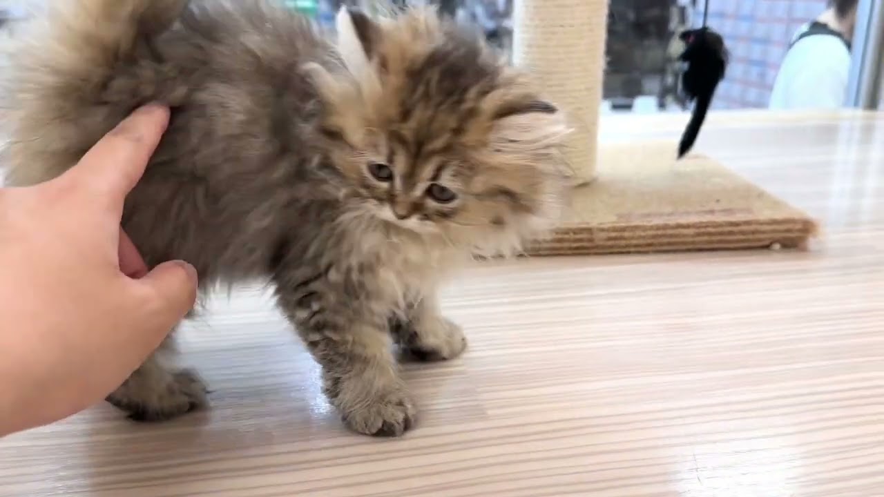【2024.5.17撮影】触って欲しくてスリスリが止まらない！ペルシャ猫　女の子♪