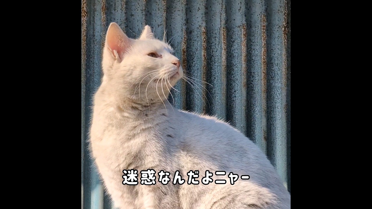 木の上の人影【猫が演じる都市伝説 21】#shorts #猫 #ねこ