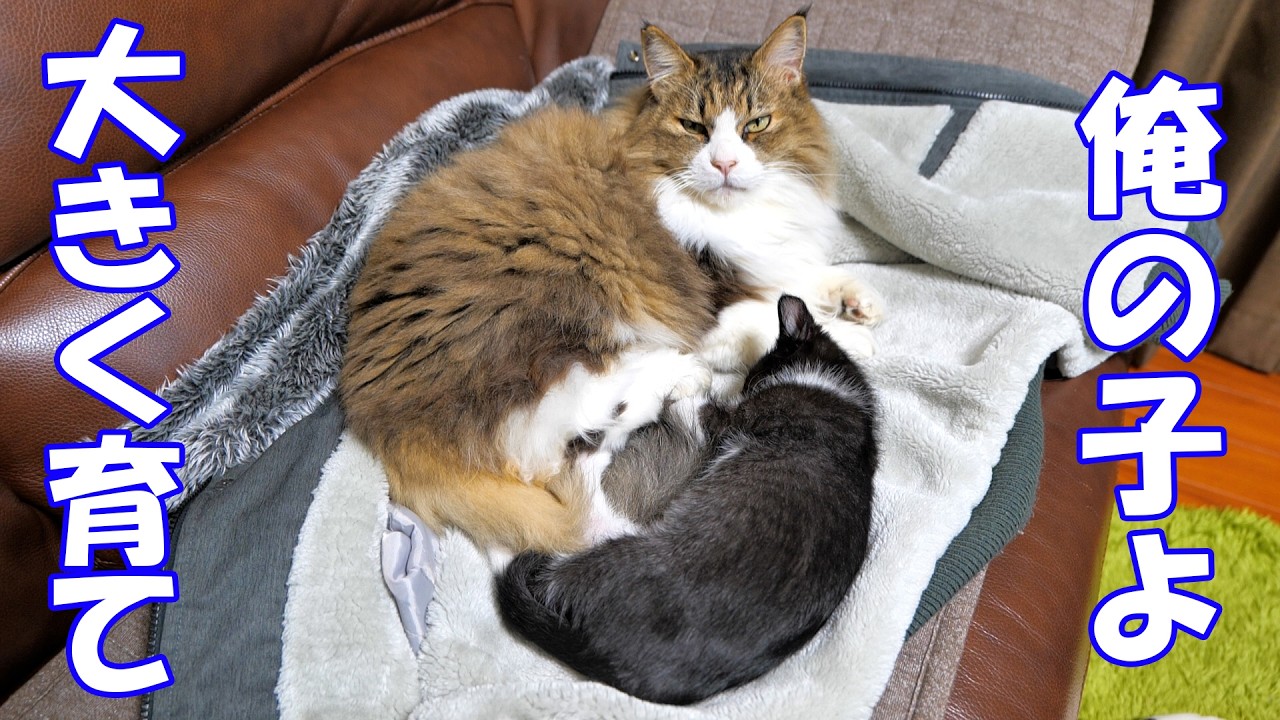 何だかもう本当の親子みたいな子猫とボス猫🐈💕🐈【仲良し子猫姉妹の成長記録】