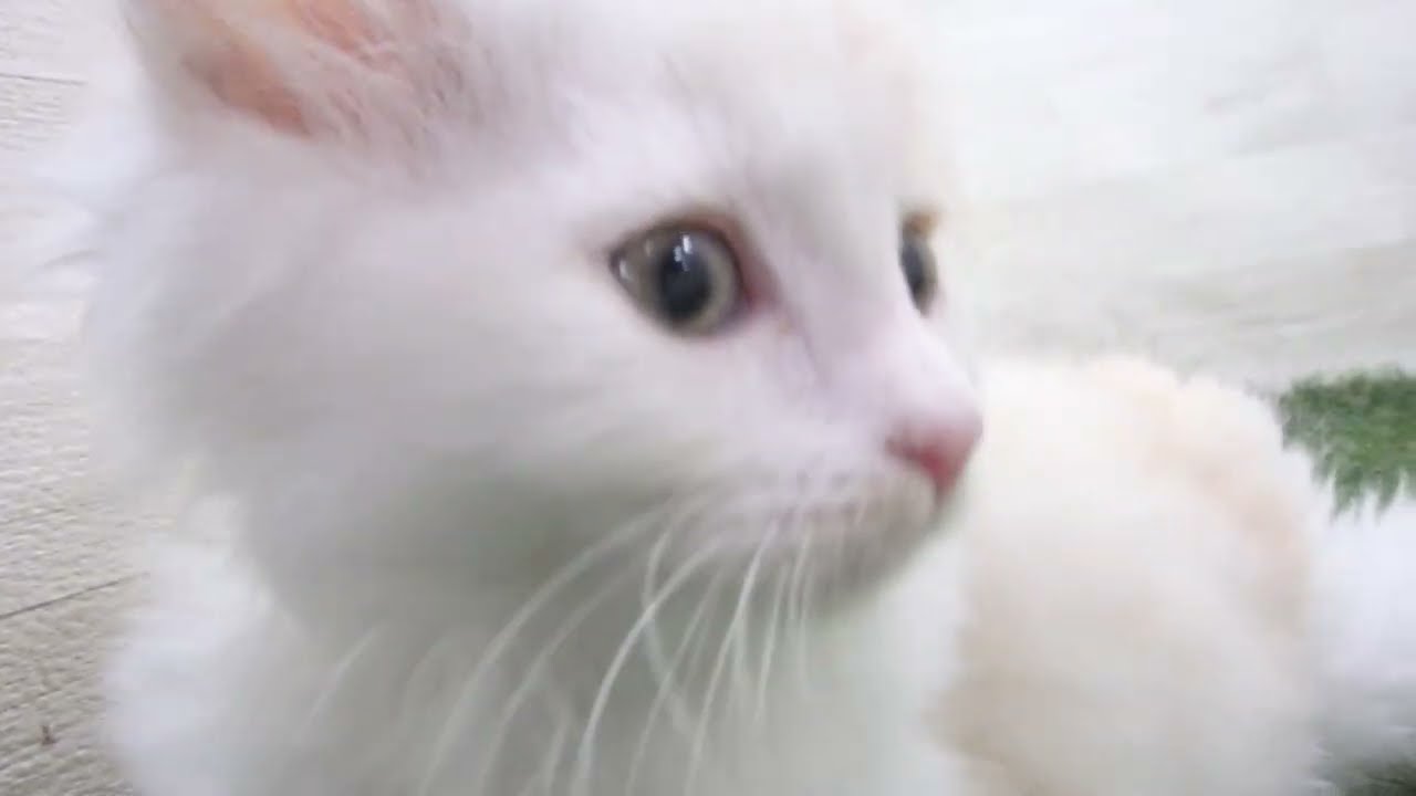 Coo&RIKU　No00678728 ラガマフィン