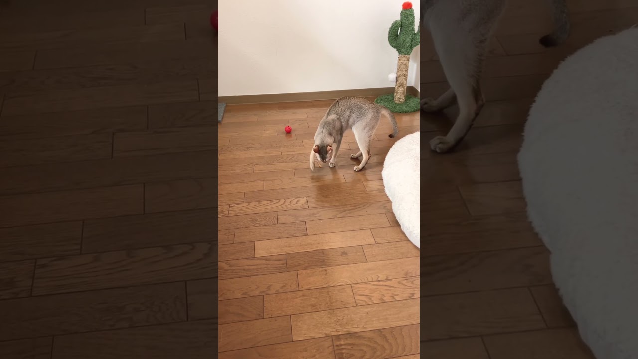 いらんいらんする猫 #shorts