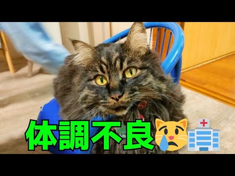 【メインクーン】ギンの体調について。