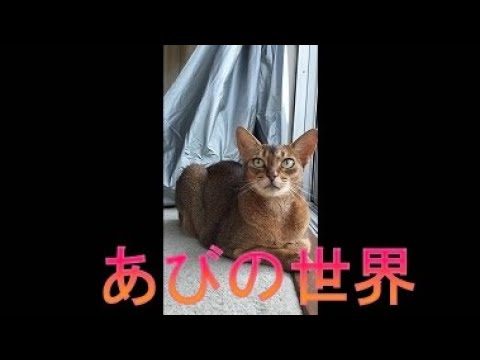 ネコ動画あび＃3807　あびの毎日　アビシニアン　あび
