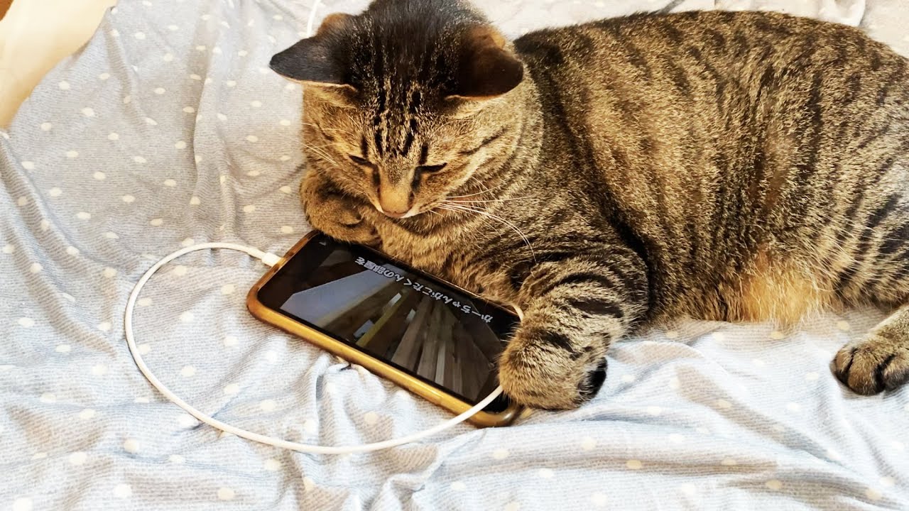 【爆笑&感動】猫にスマホを渡したら奇跡が起きた、しかも2度も！