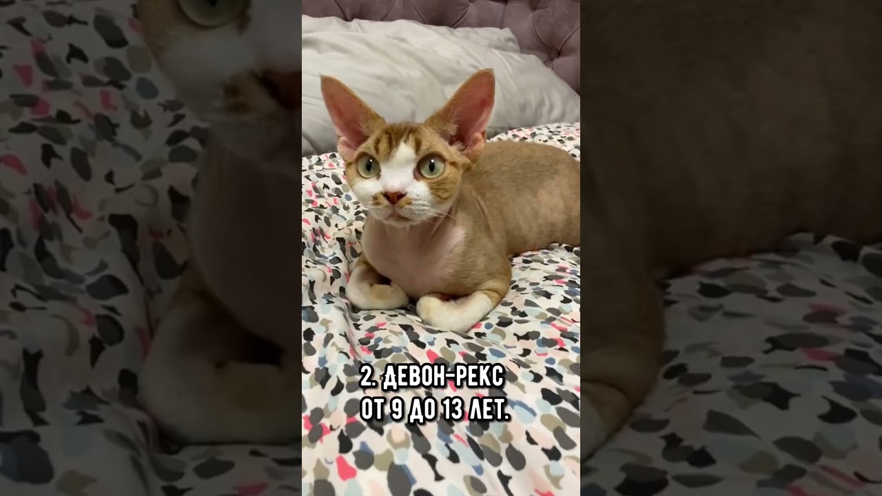 8 пород кошек с самой короткой продолжительностью жизни #коты #кот