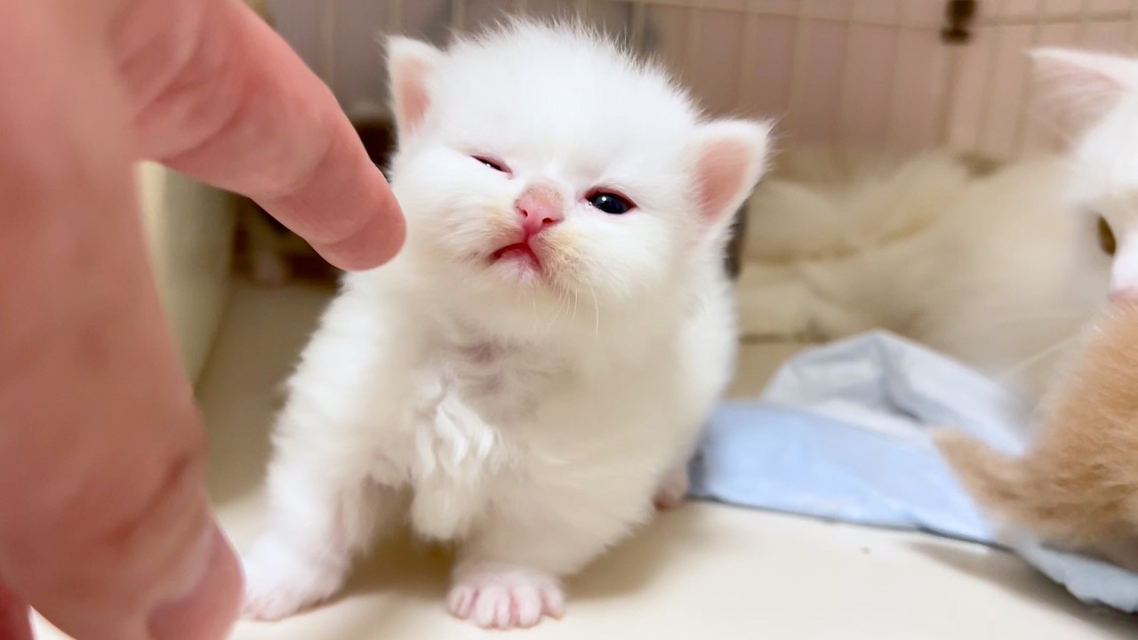 【マンチカンの子猫】ペットシーツを剥がす犯人は子猫な件 ～猫のいる生活Vol.974～出産動画 マンチカン短足・ミヌエット・ペルシャ猫専門ブリーダー『ペット蔵人』【子猫の成長記録】