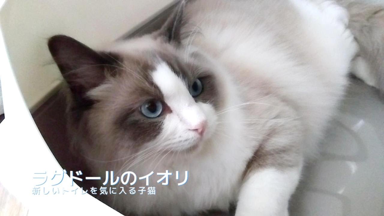 【ラグドール】新しいトイレを気に入る子猫